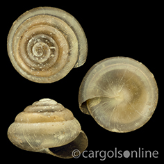 IMG_detallada/Euconulus (Euconulus) fulvus fulvus.jpg